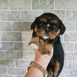 Beanie - Black and tan female Cavalier King Charles Spaniel puppy in Caledonia, Michigan from Magnolia Acres