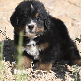 Bernese Mountain Dog, Golden Mountain Dog, and Golden Retriever Puppies from Grateful Bernese & Gage's Goldens