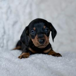 Shelby - Black and tan male Dachshund puppy in Crystal, Michigan from Mare-Bella Smoothcoat Edition