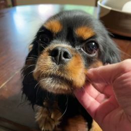 Fergie - Cavalier King Charles Spaniel