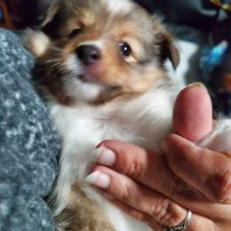 Toy Shetland Sheepdog Puppies from LaLa's Lilliputian Lassies