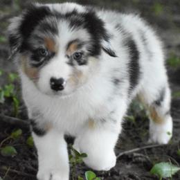Hazel - Blue merle female Australian Shepherd puppy in Easton, Missouri from MMA Kennel