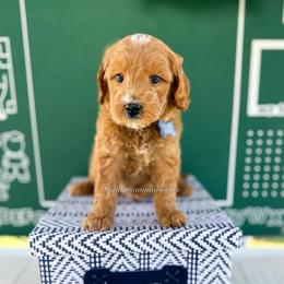 Cosmic Crisp - Red  male Goldendoodle puppy in West Haven, Utah from Split Mountain Doodles