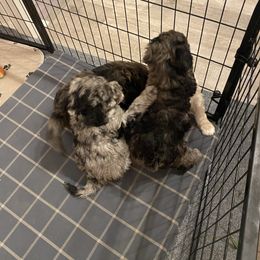 Goldendoodle Puppies from Jake Keck