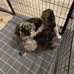 Goldendoodle Puppies from Jake Keck