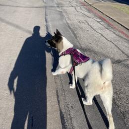 Akita from Duane's Akitas