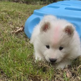 Samoyed Puppies from Limelight Samoyeds