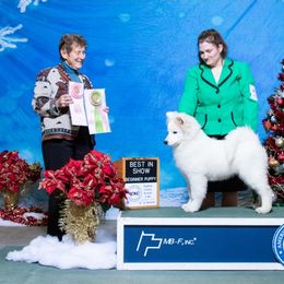 Samoyed Puppies from Limelight Samoyeds