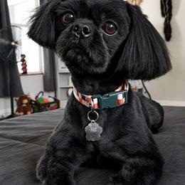 Kaiju - Shih Tzu