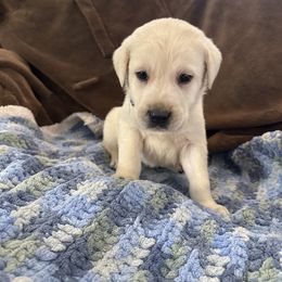 First pick male - RESERVED - Yellow male Labrador Retriever puppy in Isanti, Minnesota from Four Corners Family Labs