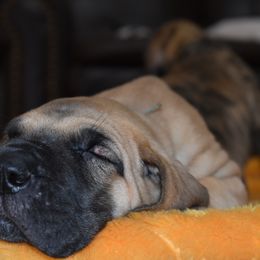 Great Dane Puppies from Tioli Great Danes