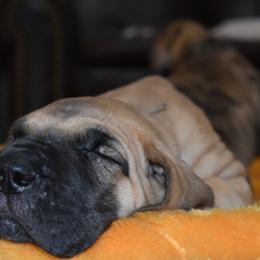 Great Dane Puppies from Tioli Great Danes