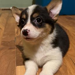 Phoebe - Black and white female American Corgi puppy in Pioneer, Michigan from Country Corners Corgis