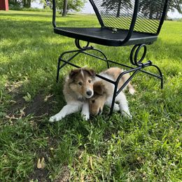 Collie Puppies from Little Apple Collies, Dazey, ND