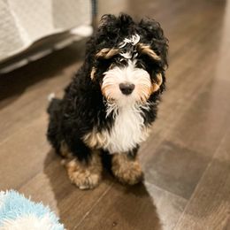 Minnie - Bernedoodle