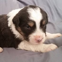 Australian Shepherds from Perkins Family Aussies