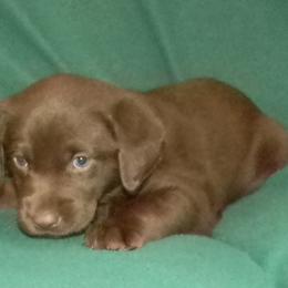 Boy 3 Gray  Collar - Chocolate male Labrador Retriever puppy in Hartley, California from Mathew's Labradors