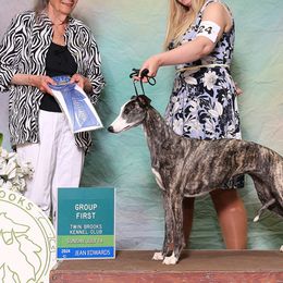 Whippets from Rosmoor Whippets