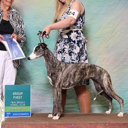 Whippets from Rosmoor Whippets