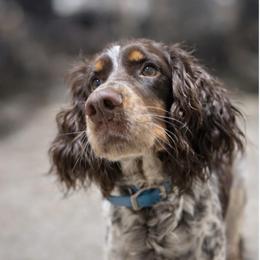 Fonzee - English Springer Spaniel