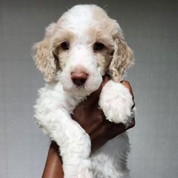 Rice - Parti female Poodle puppy in Dover, Delaware from Dogtastic Poodles