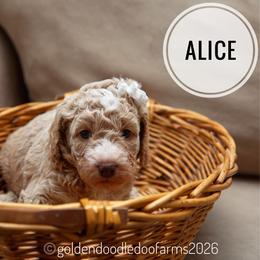 Alice - Caramel ice female Golden Aussiedoodle puppy in Hyrum, Utah from Goldendoodledoo Farms