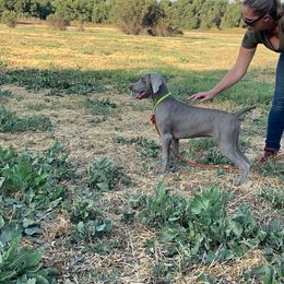 German Shorthaired Pointer and Weimaraner Puppies from SilverBay GunDogs
