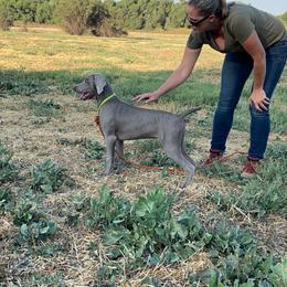 German Shorthaired Pointer and Weimaraner Puppies from SilverBay GunDogs