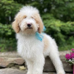 Lenny - Parti male Goldendoodle puppy in Lisbon, Ohio from Willow Lane Doodles