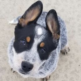 Australian Cattle Dogs and Bichon Frises from Tagalong & Whimsical Kennel