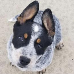 Australian Cattle Dogs and Bichon Frises from Tagalong & Whimsical Kennel