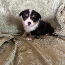 Ava Gardner - Black and tan female Pembroke Welsh Corgi puppy in Louisburg, North Carolina from Lucky Penny Corgis