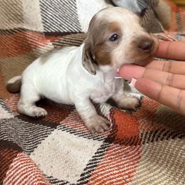 Pumpkin pie - Piebald female Dachshund puppy in Turlock, California from Dandelion Dachshund