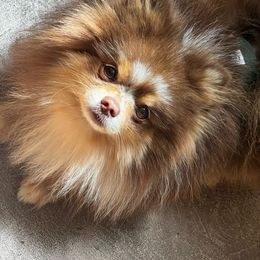 Yogi - Pomeranian