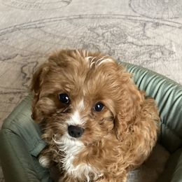 Cavapoos and Poodles from Mumma’s Standard Poodles