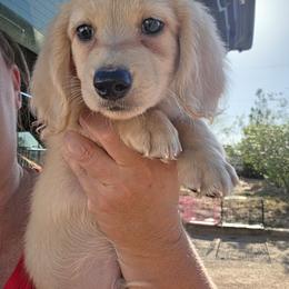 COORS LIGHT - Cream male Dachshund puppy in El Paso, Texas from Mells Weenies