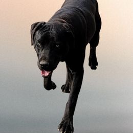 Peach Tree's Grim - Catahoula Leopard Dog