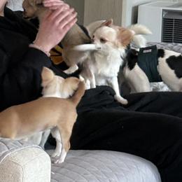 Chihuahuas from Keljim's Chihuahuas
