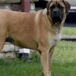 Mastiffs from Showstoppers Mastiffs