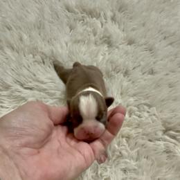 Boy 3 - Seal and white male Boston Terrier puppy in Eight Mile, Alabama from Bishop's Bostons