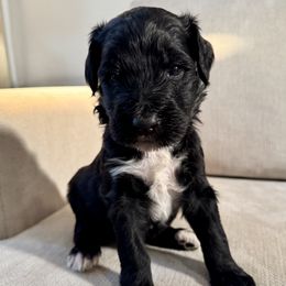 Gray - Black and white male Bernedoodle puppy in Moreno Valley, California from Ayy_Doodles