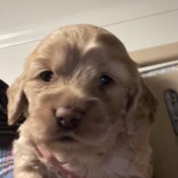 Cockapoo and Cocker Spaniel Puppies from Della Luna Cocker Spaniels Puppies
