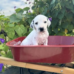 Red collar female - White and black female Dalmatian puppy in Hawkins, Texas from Snow Dalmatians