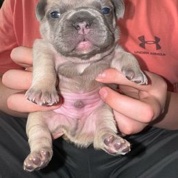 Orange - Fawn and white French Bulldog puppy in Williamston, North Carolina from Beth’s Precious Dachshunds and Frenchies