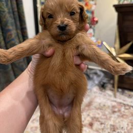 Girl 2 - Red  female Goldendoodle puppy in Meridian, Mississippi from Magnolia Poodles and Doodles