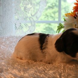 Australian Labradoodle Puppies from Windsor Creek Labradoodles