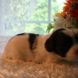 Australian Labradoodle Puppies from Windsor Creek Labradoodles