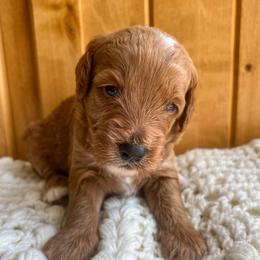 Macaroon is grey collar male from Stroodles Bake Sale litter (he was green collar at birth) - Apricot male Goldendoodle puppy in Hamilton, Montana from Stroodles Doodles