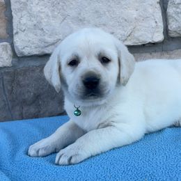 Babie(Teal Collar) - Yellow female Labrador Retriever puppy in Mansfield, Missouri from Leadhill Labs