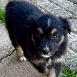 Harper - Black tri-color female Australian Shepherd puppy in Mount Vernon, Texas from RJ's Aussie Posse